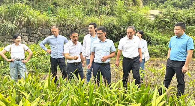 4.參觀(guān)坪水底村鄉村振興特色中草藥產(chǎn)業(yè)種植項目.jpg 4.參觀(guān)坪水底村鄉村振興特色中草藥產(chǎn)業(yè)種植項目.jpg